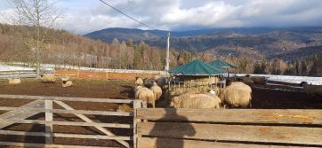 Fotografie img-20260127-wa0003_original.jpg